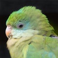 Green parrot Royalty Free Stock Photo