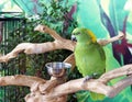 Green Parrot Royalty Free Stock Photo