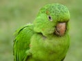 Green Parrot Royalty Free Stock Photo