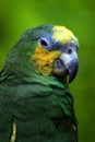 Green parrot