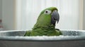 Green Parrot In Bathtub: Object Portraiture Meets Surrealist Photography