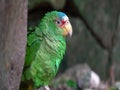 Green parrot 2018 . Beautiful