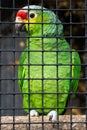 Green parrot behind bars in a zoo.