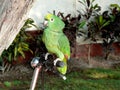 Green parrot on a bicycle handlebar in San Isidro, Lima
