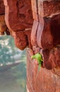 Green Parrot Bird at Agra Fort Wall - Agra, India Royalty Free Stock Photo