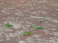 Green Parrot bird animal Royalty Free Stock Photo