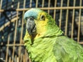 Green parrot bird Royalty Free Stock Photo