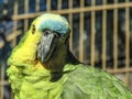 Green parrot bird Royalty Free Stock Photo