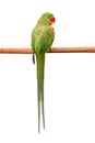 Green parrot bird