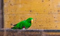 The green parrot bird latin name Eclectus roratus polychloros on the wood desk. Colorful bird living in Australia or Papua New