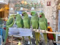 Green Parrot bird market souq waqif qatar