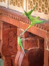 Green Parrot Birds at Agra Fort Wall - Agra, India Royalty Free Stock Photo