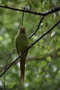 Green Parrot Blending into the Leaves on  a Tree Royalty Free Stock Photo