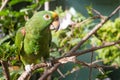 Green parrot on a Branch