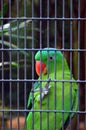 Green parrot in cage Royalty Free Stock Photo