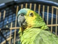 Green parrot bird Royalty Free Stock Photo