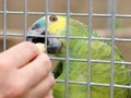 Green Parrot in a cage being fed a peanut Royalty Free Stock Photo