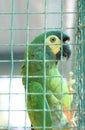 Green Parrot In A Cage Royalty Free Stock Photo