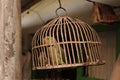 Green parrot is in the cage