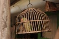 Green parrot is in the cage Royalty Free Stock Photo