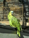 Green Parrot with cage Royalty Free Stock Photo