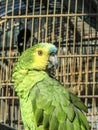 Green Parrot with cage Royalty Free Stock Photo