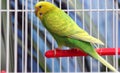 Green parrot in a cage Royalty Free Stock Photo