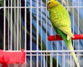 Green parrot in a cage