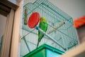 Green parrot caged poultry