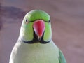 Green Parrot Close Up Birds of Texas