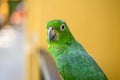 Green parrot close-up portrait. Bird park, wildlife