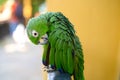 Green parrot close-up portrait. Bird park, wildlife