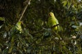 Green parrot couple perching on the tree Royalty Free Stock Photo