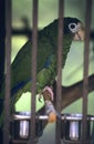 Green parrot in Dominican republic Royalty Free Stock Photo