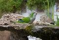 Green parrot drinking