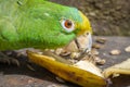 Green parrot eating banana Psittacoidea. Royalty Free Stock Photo