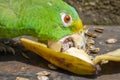 Green parrot eating banana Psittacoidea. Royalty Free Stock Photo