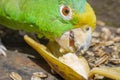 Green parrot eating banana Psittacoidea. Royalty Free Stock Photo