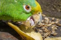 Green parrot eating banana Psittacoidea.