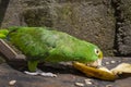 Green parrot eating banana Psittacoidea. Royalty Free Stock Photo