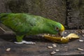 Green parrot eating banana Psittacoidea. Royalty Free Stock Photo