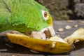 Green parrot eating banana Psittacoidea. Royalty Free Stock Photo