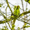 Green parrot eating green seeds on the tree