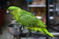 Green Parrot Eating Seed Hong Kong Bird Market Royalty Free Stock Photo