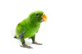 Green parrot (Eclectus roratus)