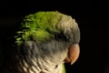 A green parrot face in black background