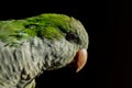 A green parrot face in black background