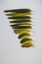 Green parrot feathers. isolated white Royalty Free Stock Photo