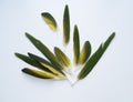 Green parrot feathers. isolated white Royalty Free Stock Photo