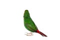 Green parrot finch with a red tail and head of a small exotic bird. Royalty Free Stock Photo